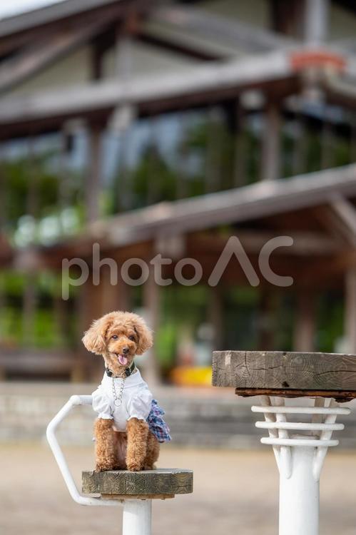 春の公園で散歩するトイプードル トイプードル,トイプー,景色の写真素材