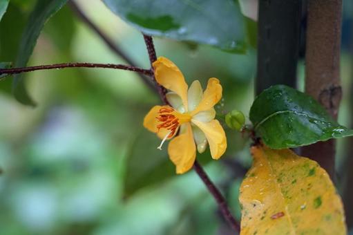Photo, mickey mouse tree, okuna kilki, kibana okuna, 