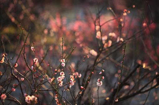 梅の花 梅,春,早春の写真素材