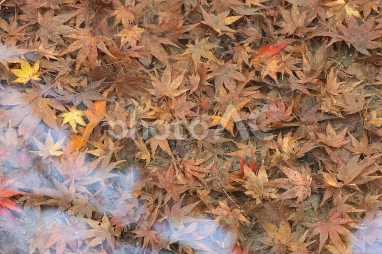 秋の陽射しと紅葉 紅葉,秋の風景,紅葉狩りの写真素材