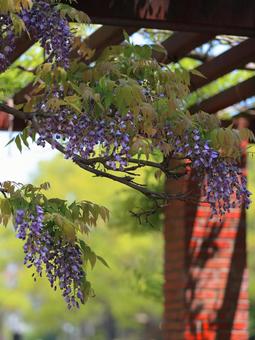 Photo, beautiful, spring, landscape, 