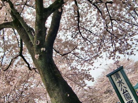 清水公園の桜-59 清水公園の桜-59の写真