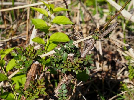 植物４ 植物,草,木の写真素材