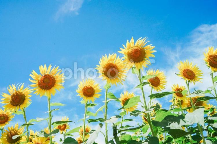 夏の美しい青空とひまわり6 ひまわり,ひまわり畑,ひまわり祭りの写真素材