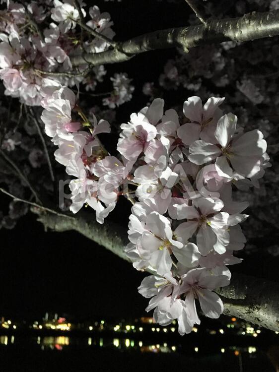対岸の灯りと夜桜 桜,春,4月の写真素材