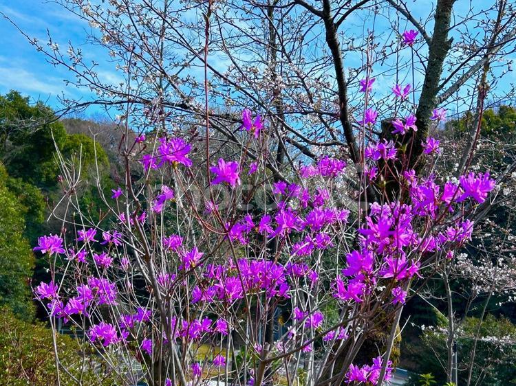 コバノミツバツツジ 自然,ツツジ,コバノミツバツツジの写真素材