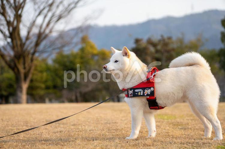 春の公園で散歩する柴犬 柴犬,柴,春の写真素材