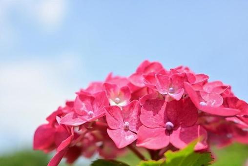 紫陽花 紫陽花の写真