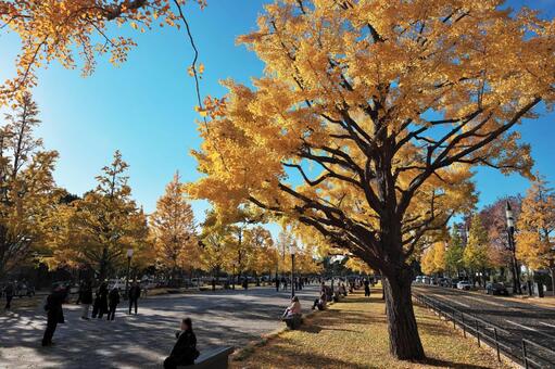 皇居前東京停車場線のイチョウ並木の紅葉 皇居前東京停車場線,イチョウ,並木の写真素材