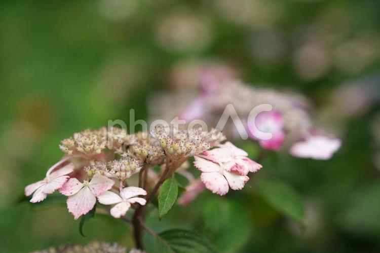 紫陽花　自然に見るきれいな梅雨時の花 あじさい,紫陽花,アジサイの写真素材