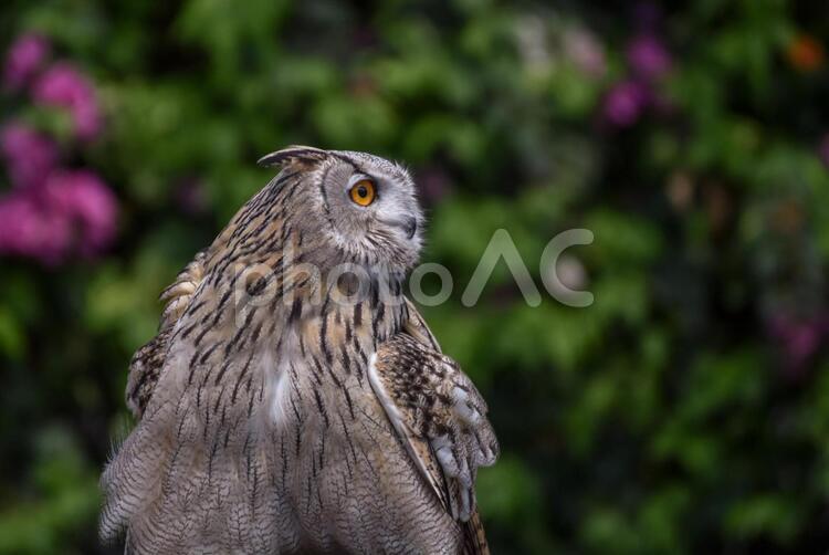 見上げるミミズク アップ,フクロウ,動物園の写真素材
