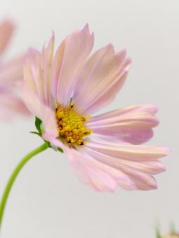 ピンク色のコスモス 花,コスモス,植物の写真素材