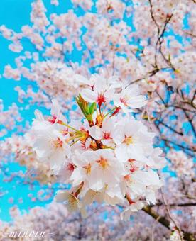 桜 さくら 桜 さくらの写真
