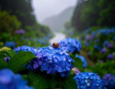 紫陽花 紫陽花の写真