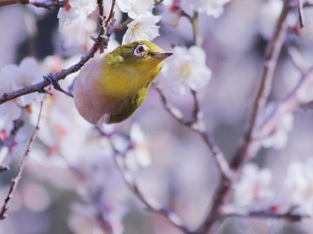 春の梅の花とメジロ 鳥,メジロ,花の写真素材