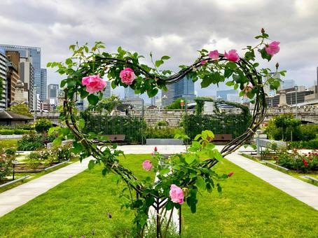 都会のバラ園　ハートのフレーム バラ,薔薇,ピンクの写真素材