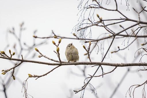 春を待つ小さな訪問者 野鳥,小鳥,鳥の写真素材