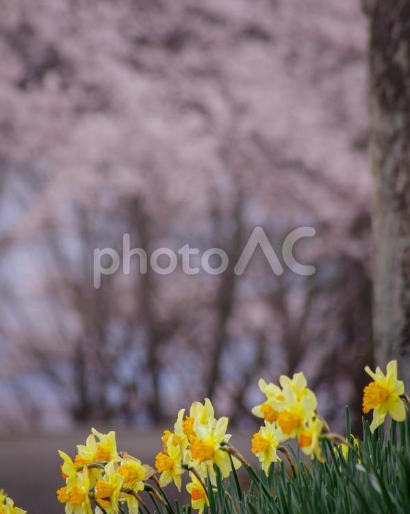 栃木県那須塩原市　東那須野公園の春 栃木県,那須塩原市,桜の写真素材