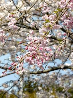 ツボミから開花へと移りゆく桜の花々 ツボミから開花へと移りゆく桜の花々の写真