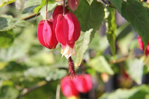 Photo, abtilon, tropical flowers and trees, 2. system varieties, 