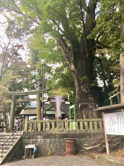 五所神社の御神木 五所神社の御神木の写真
