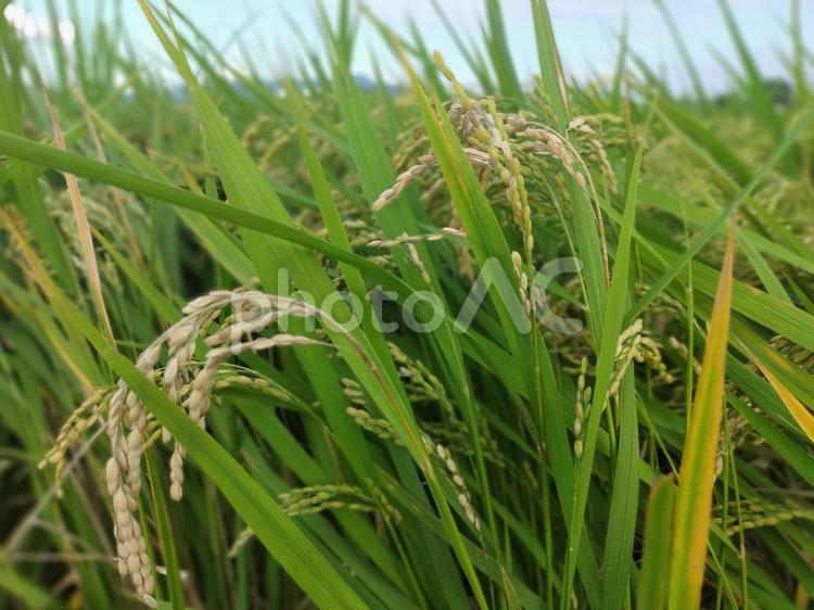 首を垂れる稲 稲穂,稲,イネの写真素材