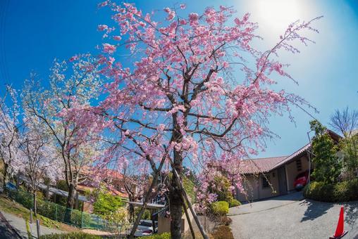 桜 桜の写真