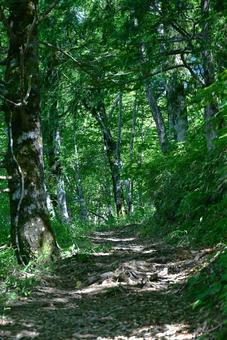 夏の涼しい緑の道 夏の涼しい緑の道 山,夏,新緑の写真素材