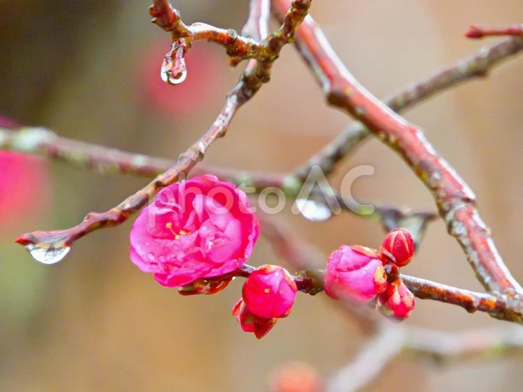 雨上がりの紅梅1 梅,花,紅梅の写真素材