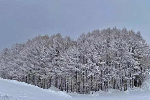 冬の森 冬,冬季,冬期の写真素材