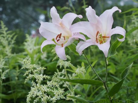 山野草・ササユリ(経ヶ岳) 山野草・ササユリ(経ヶ岳) ササユリ,花,植物の写真素材