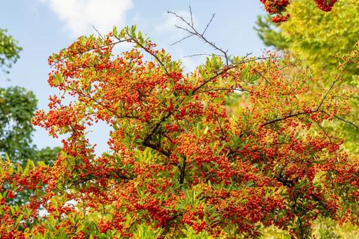 トキワサンザシ⑴ トキワサンザシ⑴ 実,トキワサンザシ,ピラカンサの写真素材