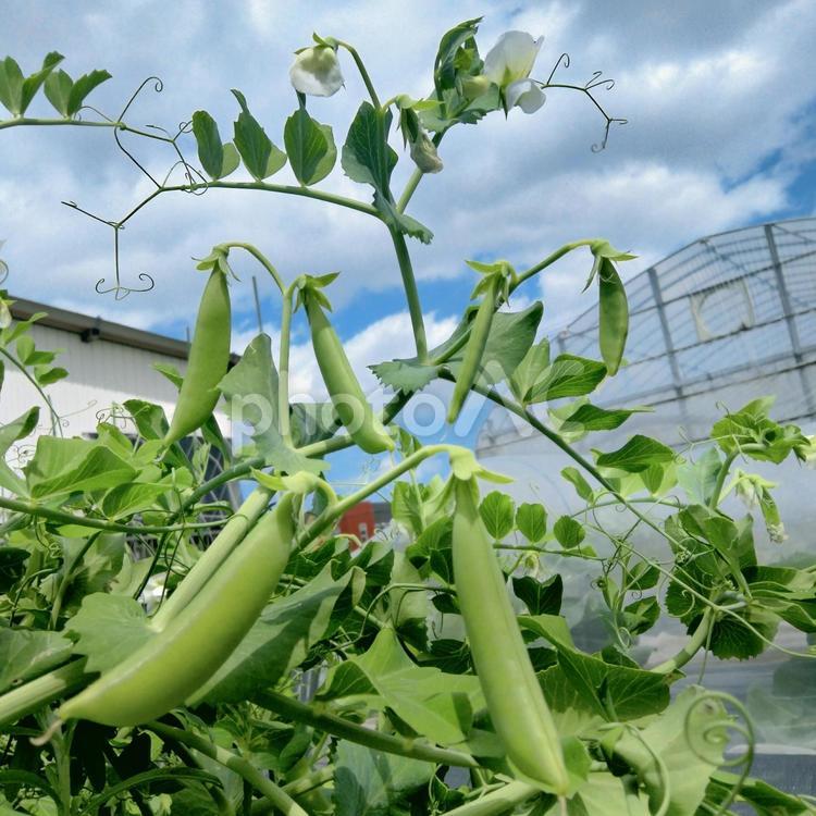 収穫時期の美味しいスナップエンドウ スナップエンドウ,青空,野菜の写真素材