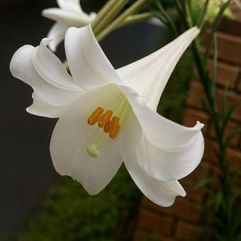 静寂の中のユリ 静寂の中のユリ ユリ,白い花,自然美の写真素材