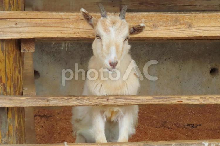 隙間から顔を出す仔ヤギ ヤギ,動物,山羊の写真素材