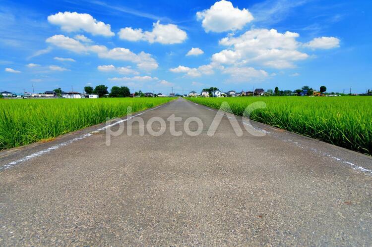 まっすぐ続く田舎の道 まっすぐ続く田舎の道,どこまでも続く道,まっすぐの写真素材