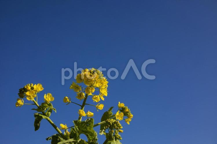 菜の花まつり24（田原市堀切町） 菜の花,菜の花まつり,田原市の写真素材