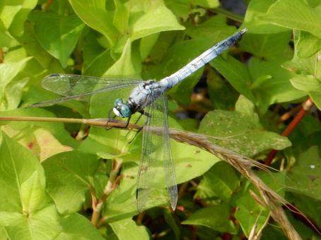 【昆虫写真】シオカラトンボ♂ 【昆虫写真】シオカラトンボ♂ シオカラトンボ,塩辛蜻蛉,生き物の写真素材