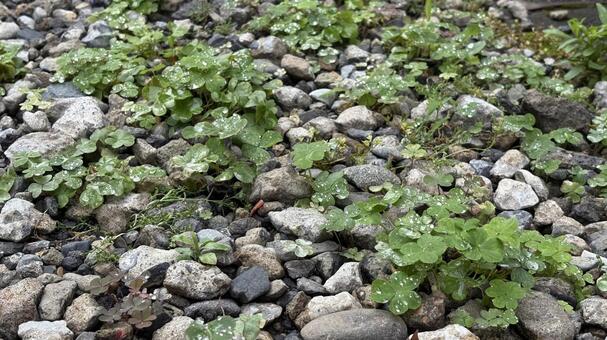 雨上がりの地面 水滴,雨粒,しずくの写真素材