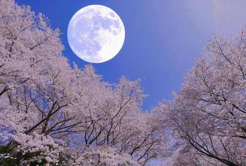 イメージ素材/満開の桜並木と昼の満月 桜並木,春,花の写真素材