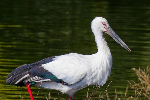 コウノトリのクローズアップの写真