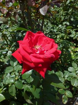 公園の花壇で開花した真っ赤なバラ 公園の花壇で開花した真っ赤なバラ バラ,花,植物の写真素材