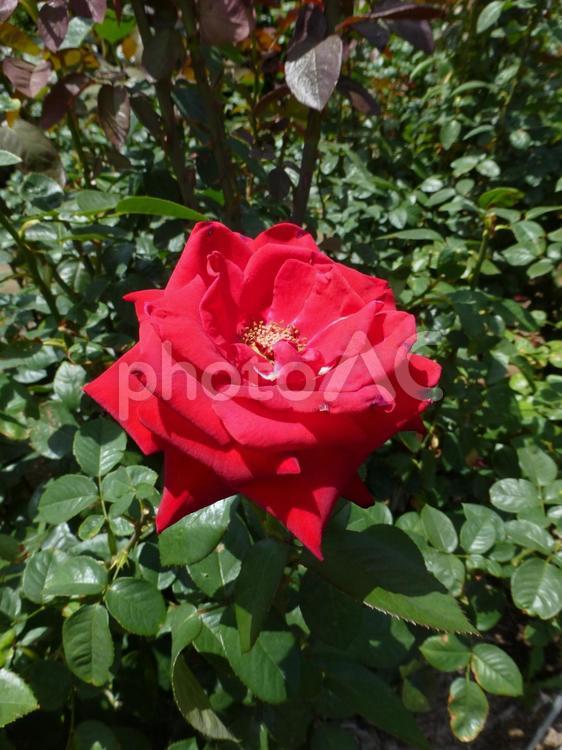 公園の花壇で開花した真っ赤なバラ バラ,花,植物の写真素材