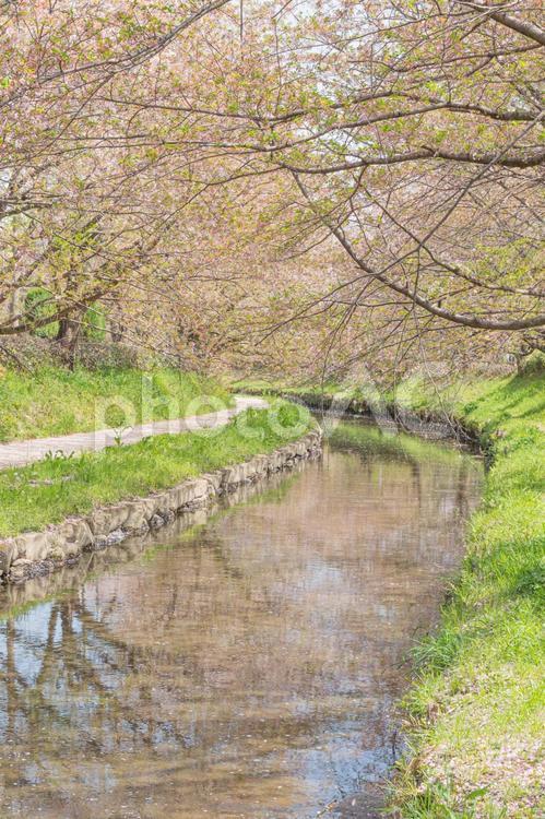 元荒川の桜／埼玉県鴻巣市 桜,桜並木,風景の写真素材
