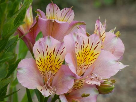 Photo, alstroemeria, lily narcissus, lycoris traubii (species of spider lily), 