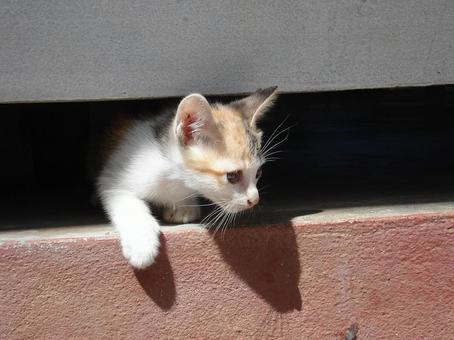 猫3 猫3の写真