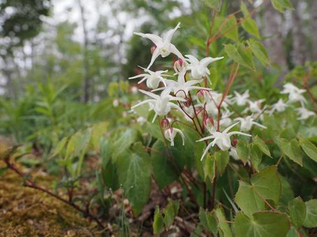 山野草・シロバナイカリソウ 山野草・シロバナイカリソウ イカリソウ,花,白の写真素材