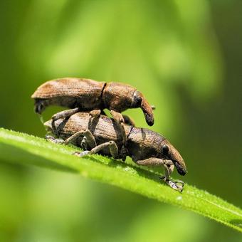 ハスジカツオゾウムシ ハスジカツオゾウムシ ハスジカツオゾウムシ,ゾウムシ,昆虫の写真素材
