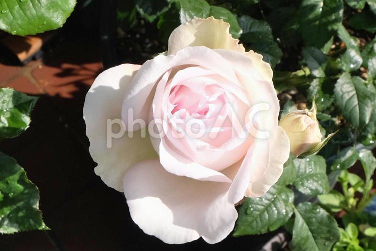 玄関のバラの鉢植え（一番花）04 バラ,薔薇,鉢植えの写真素材