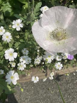 花道 花道の写真